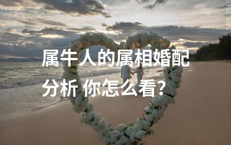 属牛人的属相婚配分析 你怎么看？